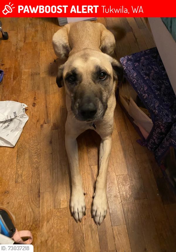 Lost Male Dog last seen Crystal springs Park, Tukwila, WA 98188