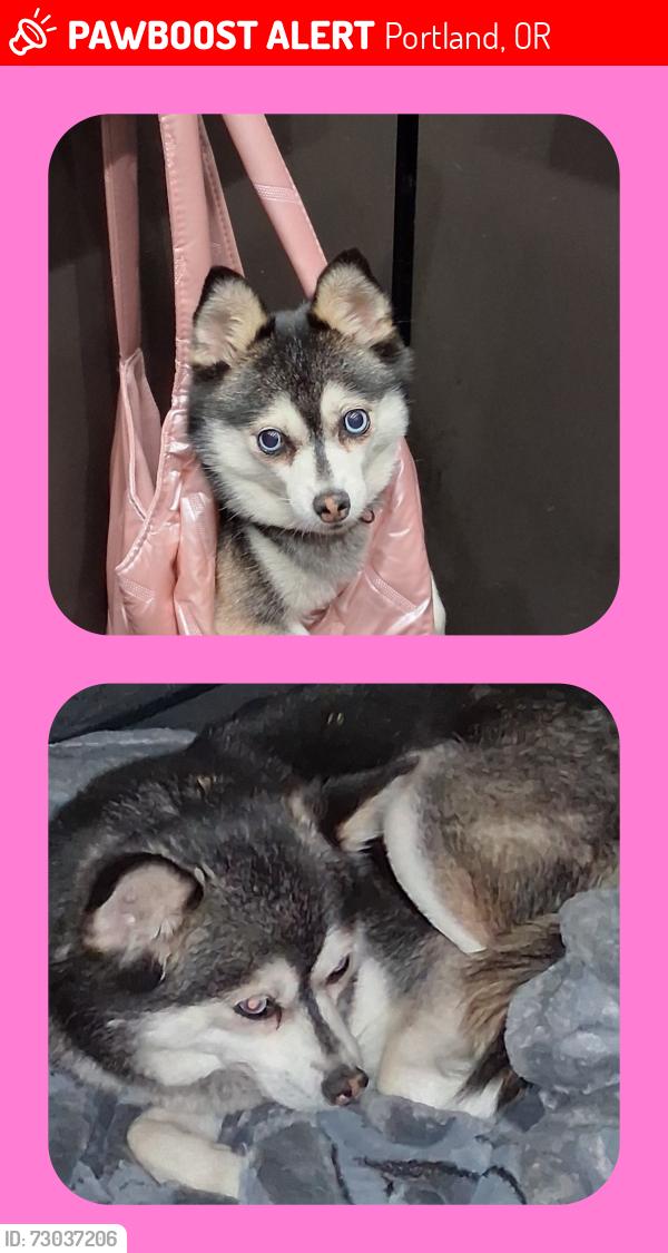 Lost Female Dog last seen 11th and SW Taylor in downtown Portland, Oregon., Portland, OR 97207