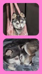 Lost Female Dog last seen 11th and SW Taylor in downtown Portland, Oregon., Portland, OR 97207