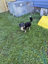 Found/Stray Male Dog last seen Anderson street and east Winchester, Gallatin, TN 37066
