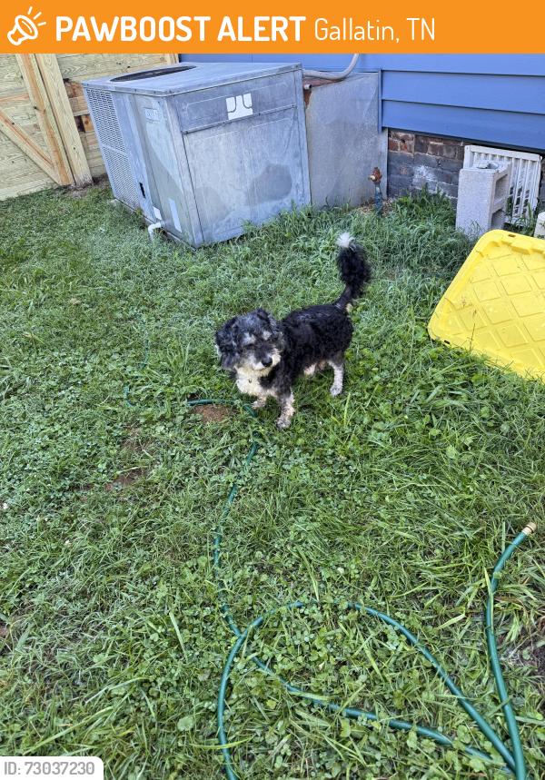 Found/Stray Male Dog last seen Anderson street and east Winchester, Gallatin, TN 37066