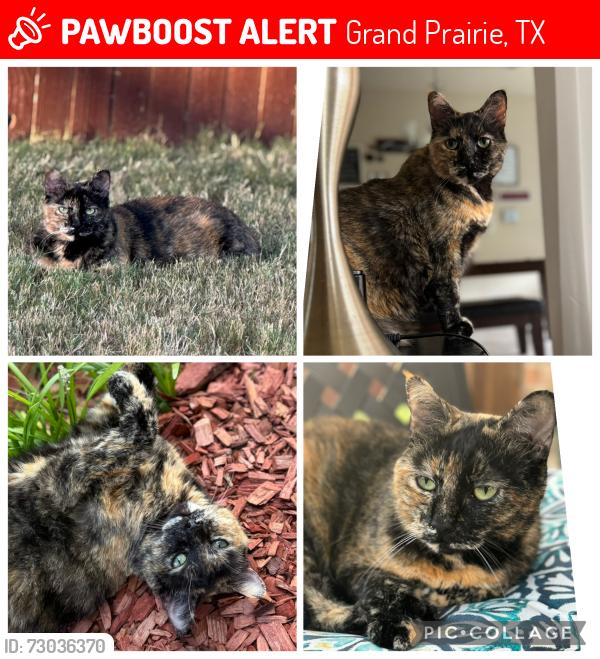 Lost Female Cat last seen Tahoe and Geneva, Grand Prairie, TX 75054