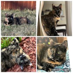 Lost Female Cat last seen Tahoe and Geneva, Grand Prairie, TX 75054