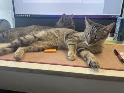 Reunited Female Cat last seen Commerce Ave & 282nd St, Worthing, SD 57077