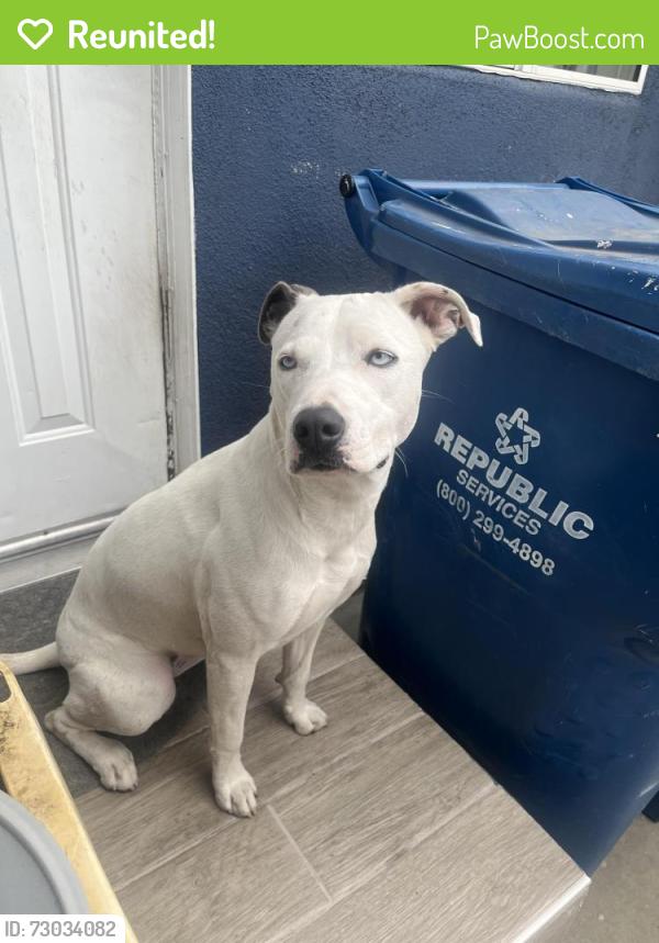 Reunited Female Dog last seen Arlington, between obama & 39th st, Los Angeles, CA 90062