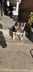 Reunited Female Dog last seen 101st & Baring Cross, Los Angeles, CA 90044