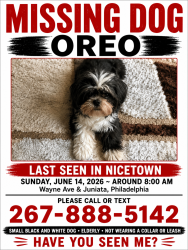 Lost Female Dog last seen Near Dounton Street, Philadelphia, PA, Philadelphia, PA 19140