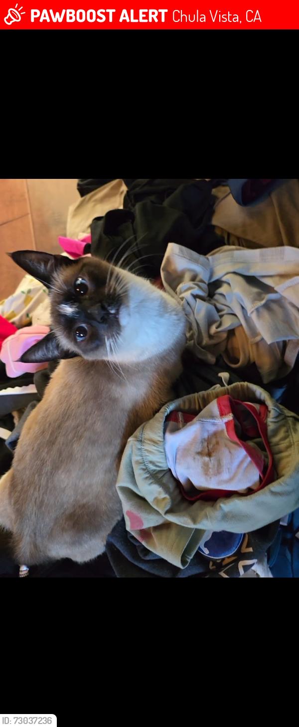 Lost Female Cat last seen Saddleback and Lane, Chula Vista, CA 91914
