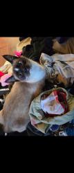 Lost Female Cat last seen Saddleback and Lane, Chula Vista, CA 91914