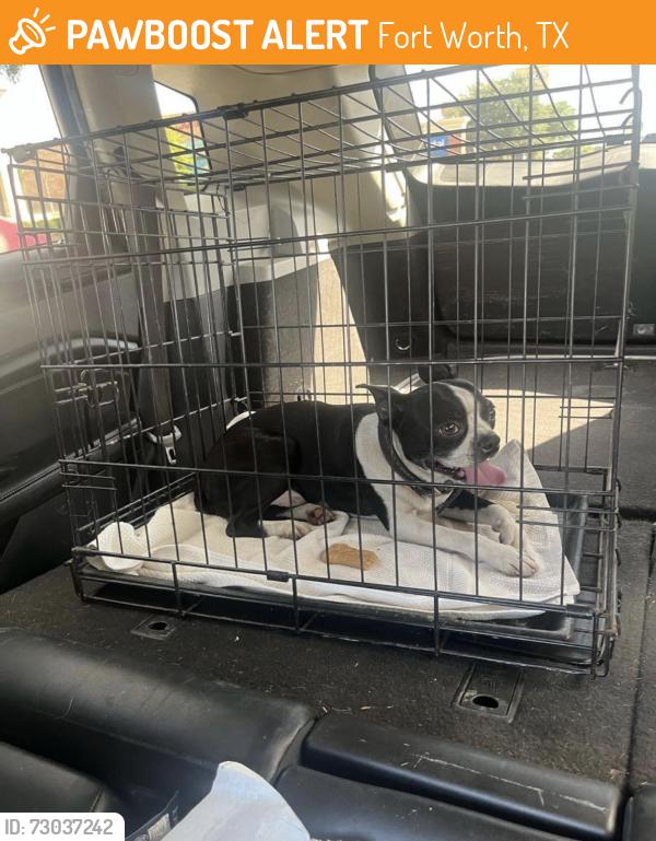 Found/Stray Male Dog last seen Hulen and altamesa cross streets on Wilton Dr., Fort Worth, TX 76133