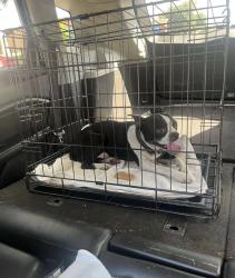 Found/Stray Male Dog last seen Hulen and altamesa cross streets on Wilton Dr., Fort Worth, TX 76133