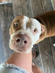 Found/Stray Male Dog last seen College hill road bowling green Florida, Bowling Green, FL 33834