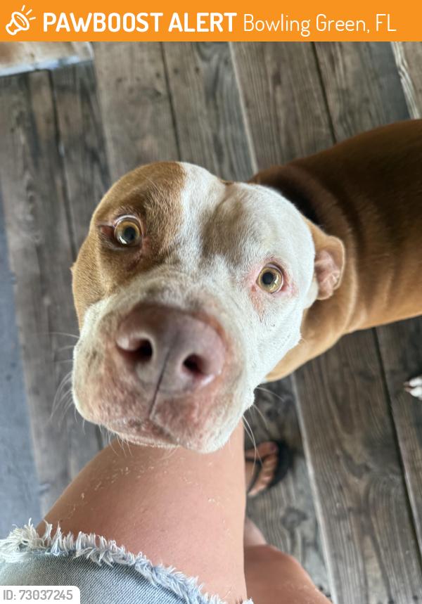 Found/Stray Male Dog last seen College hill road bowling green Florida, Bowling Green, FL 33834