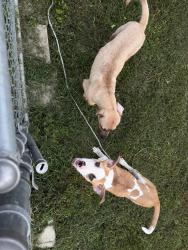 Found/Stray Unknown Dog last seen Near Ted Wright Park, Warner Robins, GA 31088