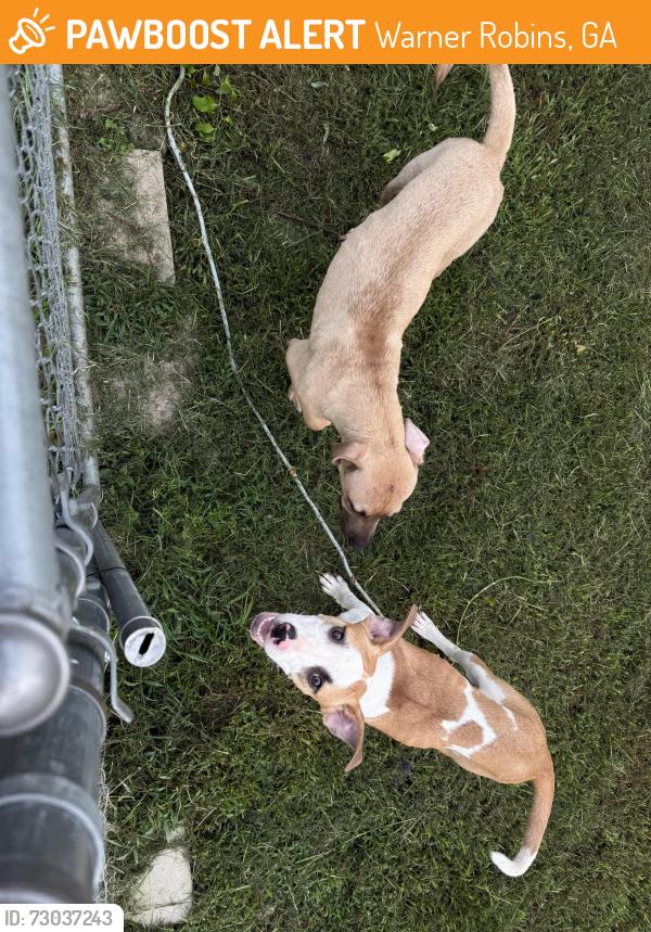 Found/Stray Unknown Dog last seen Near Ted Wright Park, Warner Robins, GA 31088