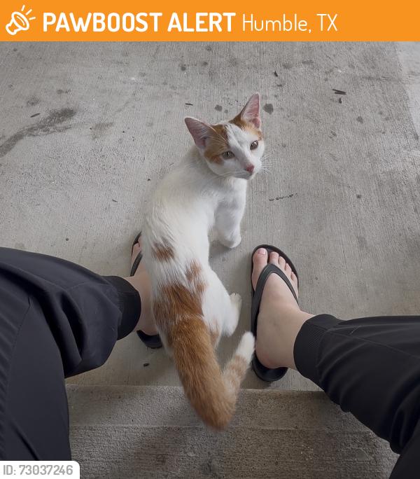 Found/Stray Unknown Cat last seen Kenswick Dr / FM 1960, Humble, TX 77338