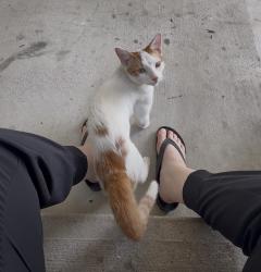 Found/Stray Unknown Cat last seen Kenswick Dr / FM 1960, Humble, TX 77338