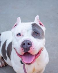 Shelter Stray Female Dog last seen Near Snapfinger Woods Dr, Decatur GA 30035, 30035, GA, 3280 Chamblee Dunwoody Rd, Chamblee, GA 30341, USA
