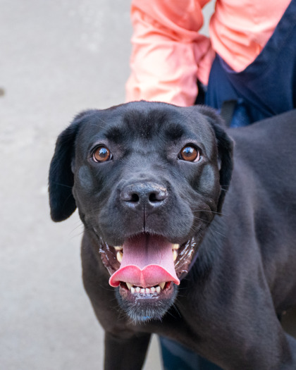 Shelter Stray Female Dog last seen Near FAIRINGTON RIDGE CIRCLE Lithonia, 30038, 30038, GA, 3280 Chamblee Dunwoody Rd, Chamblee, GA 30341, USA