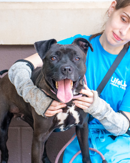 Shelter Stray Female Dog last seen Near EMBARCADERO DRIVE Lithonia, 30058, 30058, GA, 3280 Chamblee Dunwoody Rd, Chamblee, GA 30341, USA