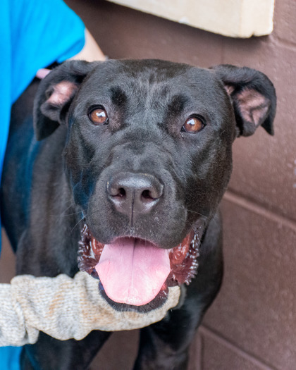 Shelter Stray Female Dog last seen Near Columbia Woods Dr, 30032, GA, 3280 Chamblee Dunwoody Rd, Chamblee, GA 30341, USA
