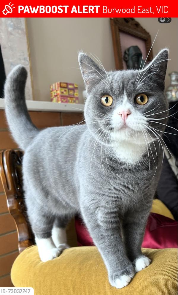 Lost Male Cat last seen Rochdale road Burwood East, Burwood East, VIC 3151