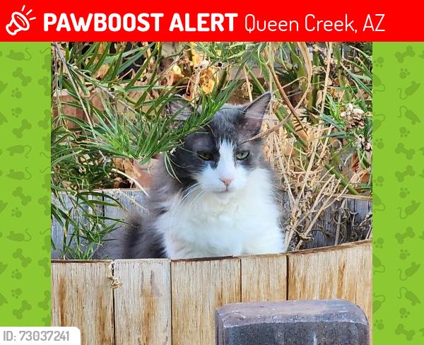 Lost Male Cat last seen Circle G at Queen Creek, Queen Creek, AZ 85142