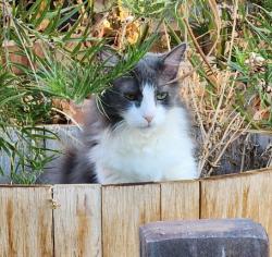 Lost Male Cat last seen Circle G at Queen Creek, Queen Creek, AZ 85142