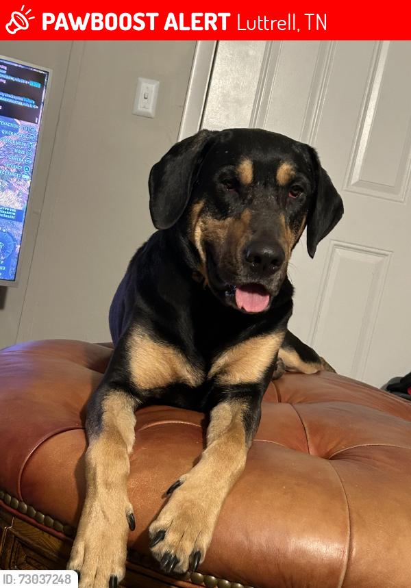 Lost Male Dog last seen Blane, maryville, Luttrell, TN 37779