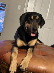 Lost Male Dog last seen Blane, maryville, Luttrell, TN 37779