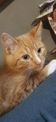 Lost Male Cat last seen S Park, Porterville, CA 93257