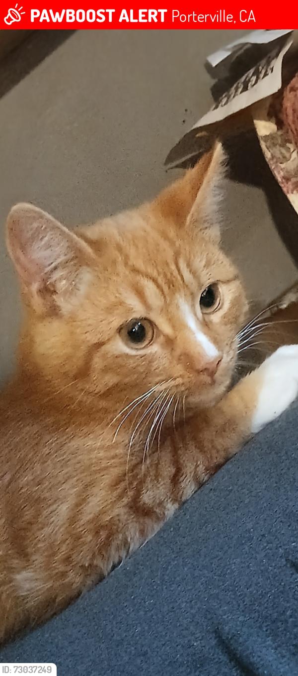 Lost Male Cat last seen S Park, Porterville, CA 93257