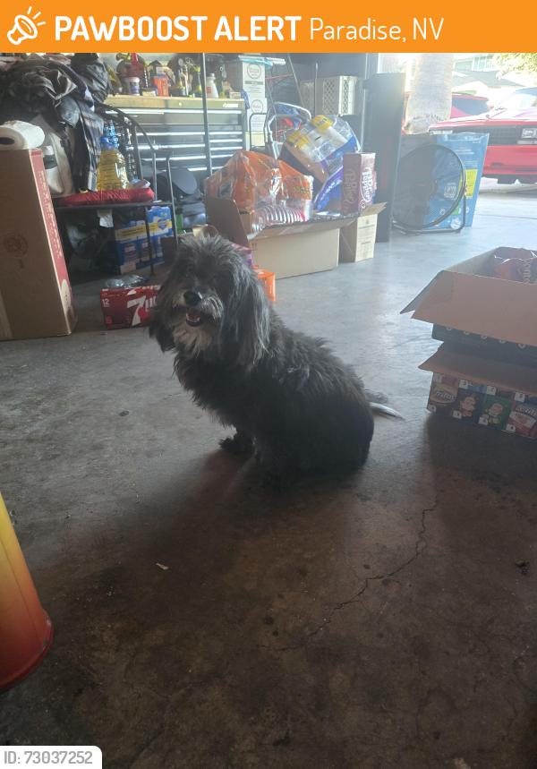 Found/Stray Female Dog last seen McLeod and Desert inn , Paradise, NV 89121