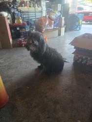 Found/Stray Female Dog last seen McLeod and Desert inn , Paradise, NV 89121