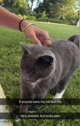 Lost Male Cat last seen Butternut Lane and Dorset Street in Shelburne, Shelburne, VT 05482