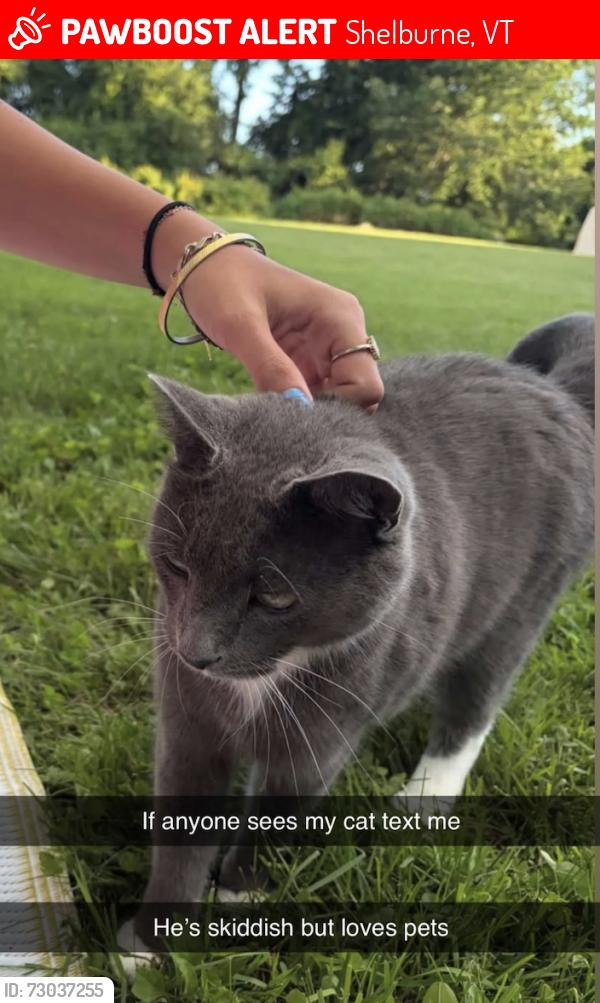 Lost Male Cat last seen Butternut Lane and Dorset Street in Shelburne, Shelburne, VT 05482