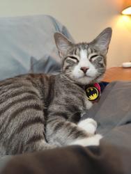 Lost Female Cat last seen Sanford airport, 29 street, gale place, Sanford , Sanford, FL 32773