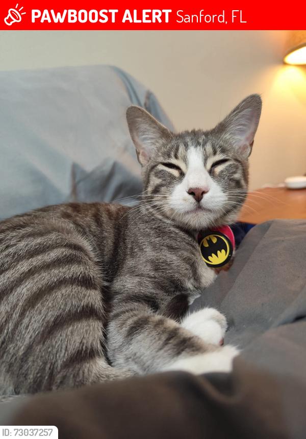 Lost Female Cat last seen Sanford airport, 29 street, gale place, Sanford , Sanford, FL 32773