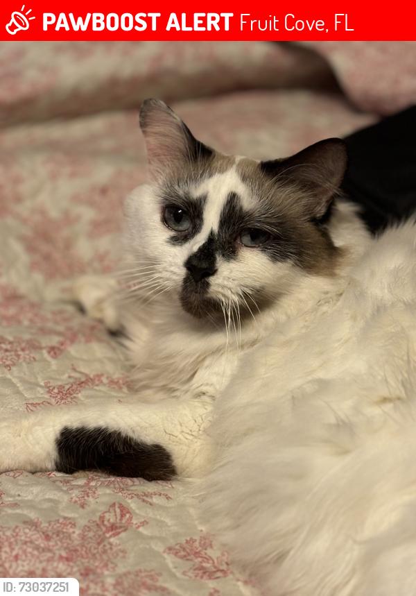 Lost Female Cat last seen Fruit Cove Forest Road neighborhood, Fruit Cove, FL 32259