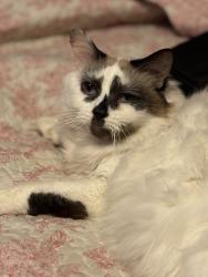 Lost Female Cat last seen Fruit Cove Forest Road neighborhood, Fruit Cove, FL 32259