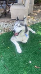 Lost Female Dog last seen Katella and magnolia , Anaheim, CA 92804