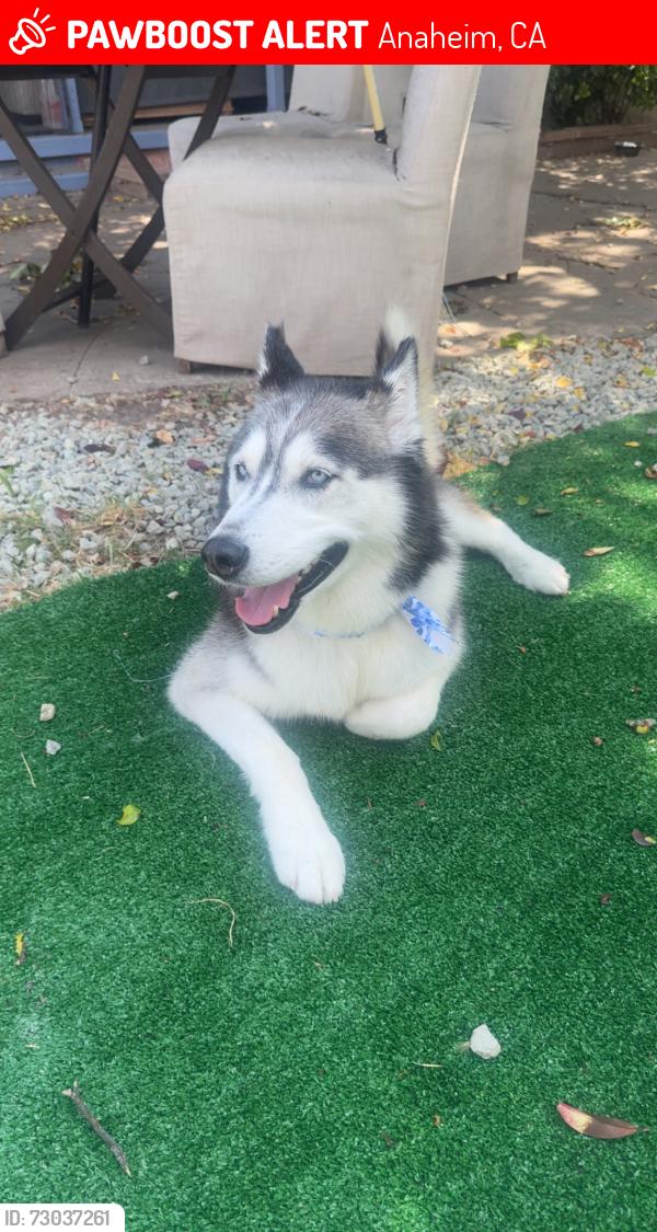 Lost Female Dog last seen Katella and magnolia , Anaheim, CA 92804
