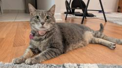 Lost Female Cat last seen Fair city mall in Fairfax, Fairfax, VA 22031