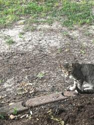 Found/Stray Male Cat last seen Magnolia ests, Olive Branch, MS 38654