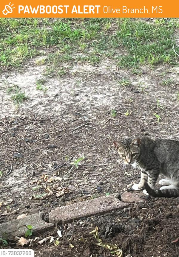 Found/Stray Male Cat last seen Magnolia ests, Olive Branch, MS 38654