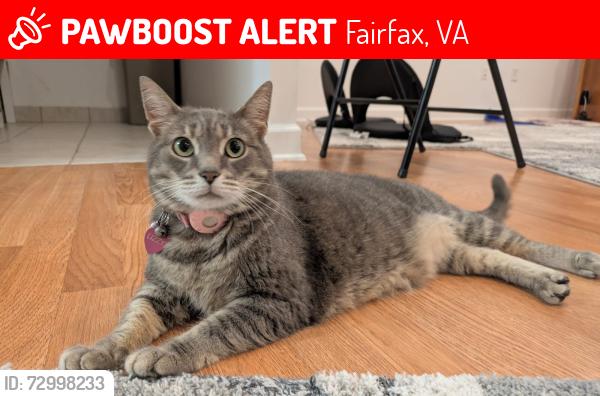 Lost Female Cat last seen Fair city mall in Fairfax, Fairfax, VA 22031