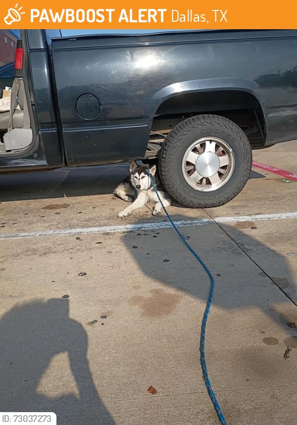 Found/Stray Male Dog last seen Marsh and Frankford , Dallas, TX 75287