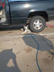 Found/Stray Male Dog last seen Marsh and Frankford , Dallas, TX 75287