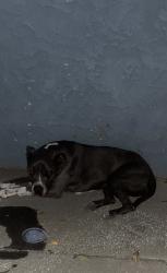 Reunited Female Dog last seen Pacoima, Los Angeles, CA, USA, Los Angeles, CA 91331