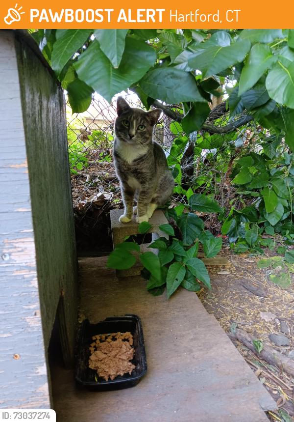 Found/Stray Unknown Cat last seen Park st, Hartford, CT 06106